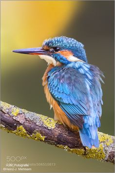 a colorful bird sitting on top of a tree branch