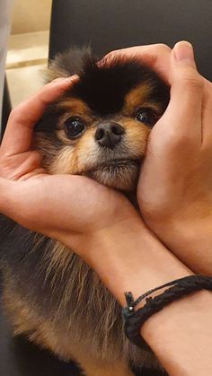 a small dog is being held in someone's hands while sitting at a desk