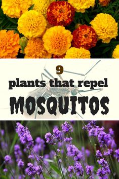 flowers and plants with the words 9 plants that repel mosquitos in front of them