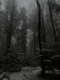 a forest filled with lots of tall trees covered in snow and surrounded by foggy skies