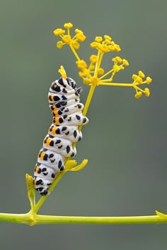 a caterpillar on a plant with yellow flowers