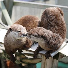 two otters are kissing each other on a dock