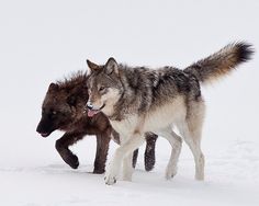 two gray wolfs are walking in the snow