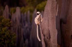 a white bird perched on the side of a cliff