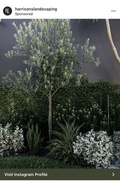 an olive tree stands in the middle of a garden with white flowers and green foliage