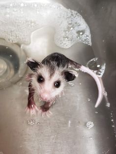 a small mouse in a sink with water