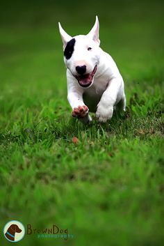 a small white dog running across a lush green field