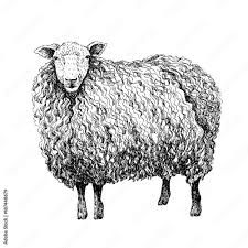 a black and white drawing of a sheep