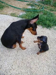 two small black and brown dogs sitting on top of a cement floor next to each other