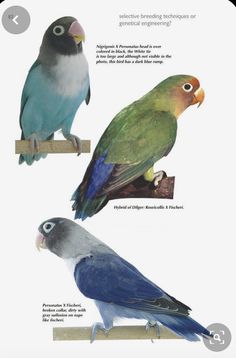 three different kinds of birds sitting on top of each other's perches, one blue and the other green