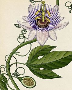 Written Tattoos, Flor Tattoo, Plant Inspiration, Passion Vine, Katie Scott, Nature Studies, Botanical Vintage, Scientific Illustration