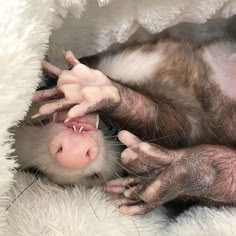 a ferret is poking its head out from under a blanket with it's hands