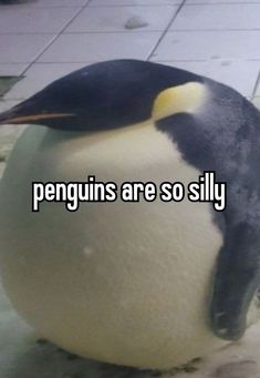 a penguin is sitting on top of a ball with the caption penguins are so silly