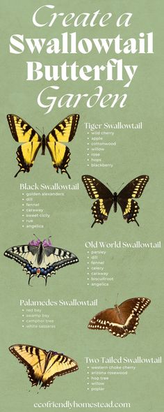 swallowtail butterfly garden ideas Raising Butterflies At Home, School Butterfly Garden, Butterfly Garden Ideas, Butterfly Raising, Garden Habitat, Butterfly Identification, Raising Butterflies, Swallowtail Butterflies