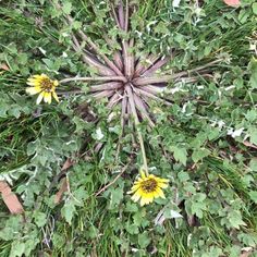 the top view of a plant with yellow flowers