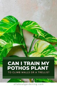 a green plant with the words can i train my pothos plant to climb walls or trellis?