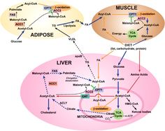 an image of the livers and their functions