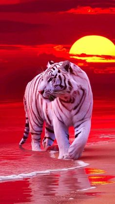 a white tiger walking on the beach in front of an orange and red sky at sunset