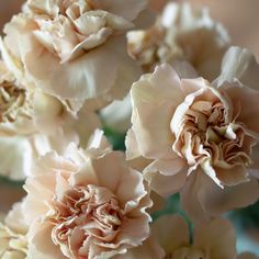 some very pretty pink flowers in a vase