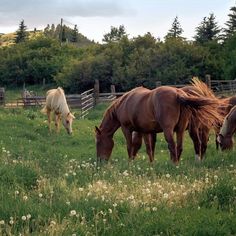 three horses graze in a grassy field