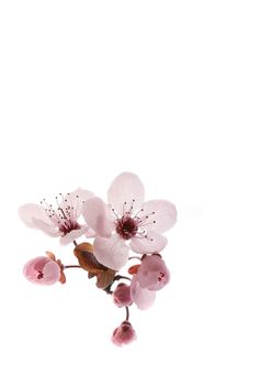 some pink flowers on a white background with no one in the photo looking at them