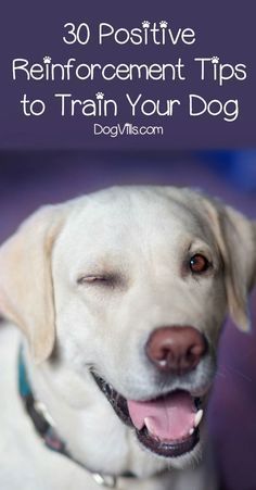 Pawsitive Learning: Dog Brain Training Tricks Positive Reinforcement Dog Training, Easiest Dogs To Train, Dog Brain, Puppy Training Tips, Dog Training Techniques, Best Dog Training, Train Your Dog, Dog Info, Dog Care Tips