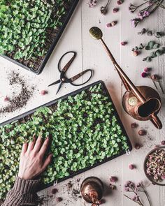 someone is working in the garden with their hands on top of some plants and scissors