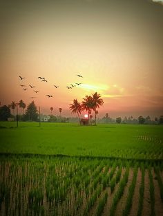 the sun is setting over a rice field with birds flying in the sky and palm trees