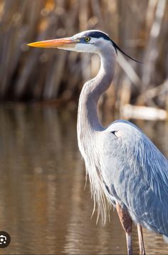 a large bird standing on top of a body of water