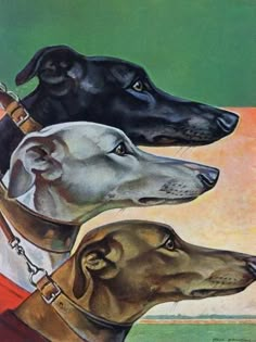 three dogs are wearing collars and leashes