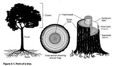 the parts of a tree that are labeled in this diagram, and what they look like