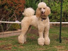 a white poodle standing next to a wire fence in the grass with its tongue out