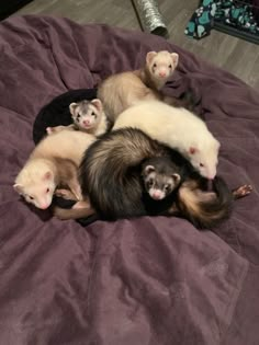 four ferrets are laying on top of each other