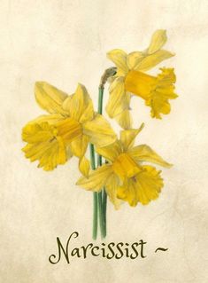 yellow daffodils with the word narcisst written in green ink