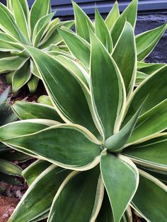 a close up of a plant with green leaves