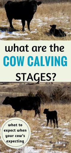 two cows standing next to each other in a field with the words what are the cow calling stages?