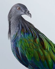 a colorful bird standing on top of a white surface