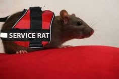 a rodent wearing a service rat vest on top of a red cushioned surface