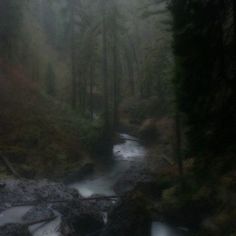 a stream running through a forest filled with lots of trees and bushes on a foggy day