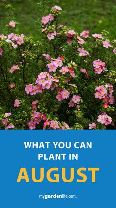 some pink flowers with the words what you can plant in august on it and an image of