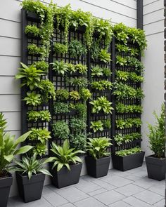 an outdoor living wall with many plants growing on the side of it and in black planters