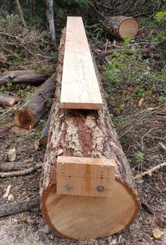 a log that has been cut down in the woods