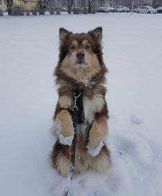 a brown and white dog sitting in the snow