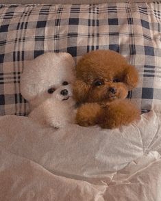 two poodles are laying on a bed together