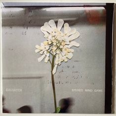 a white flower sitting on top of a table