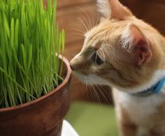 an orange cat sniffing grass in a pot