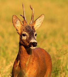 a small deer standing in the middle of a grass covered field with its head turned to the side