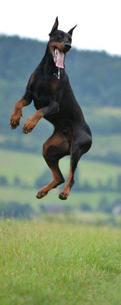 a black and brown dog jumping in the air