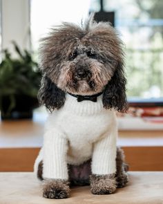 a dog wearing a sweater sitting on top of a table