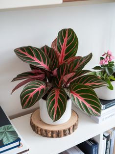 two potted plants sitting on top of a white shelf next to a bookcase